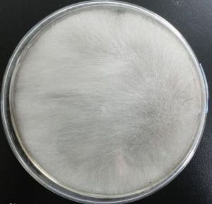 梨形卷枝霉 梨形卷枝霉