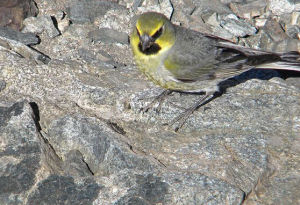 黑喉棘尾雀 黑喉棘尾雀
