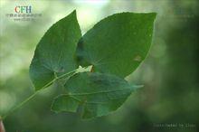 淫羊藿苷植物形態-柔毛淫羊藿