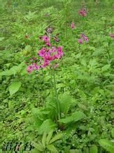 齒葉燈台報春 齒葉燈台報春