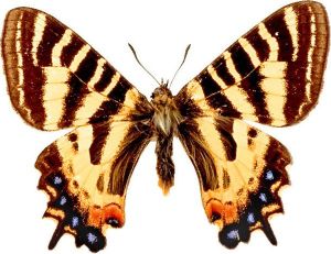 兩側對稱動物 兩側對稱動物