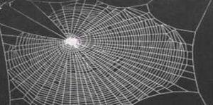 黑寡婦蜘蛛網