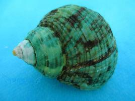 帝王蠑螺 帝王蠑螺