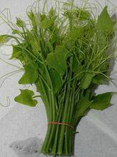 龍鬚[一種植物]