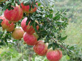 會理石榴 會理石榴