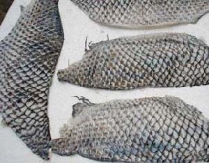 (圖)淡水魚皮