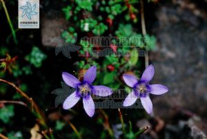 喉毛花屬 喉毛花屬