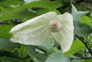 塞外昭君 塞外昭君