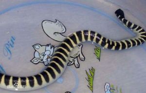 貝爾德氏鼠蛇 貝爾德氏鼠蛇