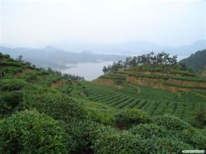 黃壇楊村 黃壇楊村