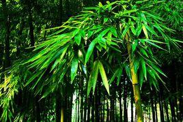 懷集茶稈竹 懷集茶稈竹