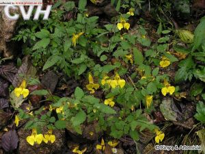 闊苞鳳仙花 闊苞鳳仙花