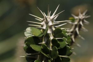 亞森丹斯樹 亞森丹斯樹