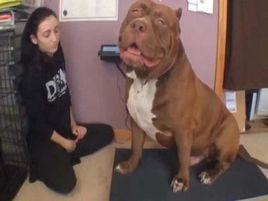 西班牙鬥牛梗 西班牙鬥牛梗