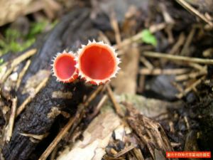 捲毛小口盤菌 捲毛小口盤菌