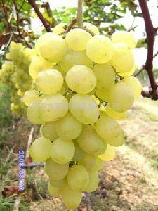 奧古斯特葡萄 奧古斯特葡萄