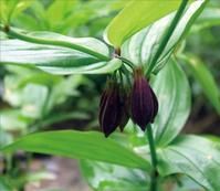 萬金毛蕨 萬金毛蕨