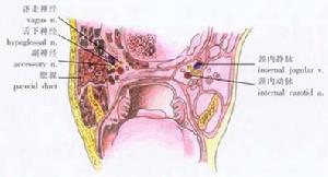 咽狹窄及閉鎖 咽狹窄及閉鎖
