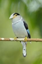 銀胸絲冠鳥滇南亞種 銀胸絲冠鳥滇南亞種