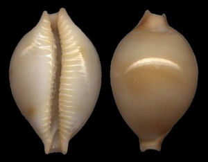 簡單花珠寶螺 簡單花珠寶螺