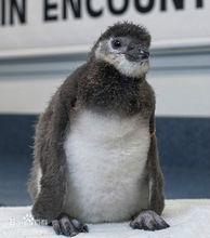 世界首隻試管繁殖的企鵝
