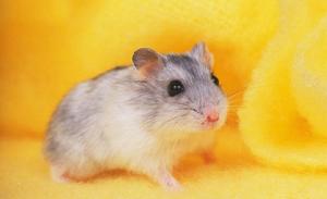 家鼠