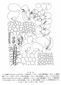 盔瓣耳葉苔 盔瓣耳葉苔