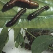 黑角密纓天牛 黑角密纓天牛