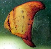 短翅蝙蝠魚 短翅蝙蝠魚