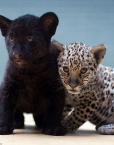 截然不同 截然不同