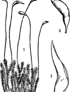 三葉寒蘚 三葉寒蘚