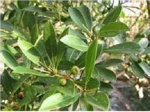 樂會潤楠 樂會潤楠