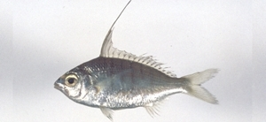 長體銀鱸 長體銀鱸