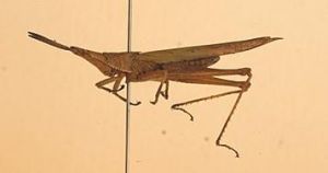 紡梭負蝗 紡梭負蝗