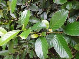 錫葉藤[五椏果科錫葉藤屬植物]