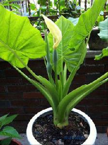 滴水觀音[舒婷創作詩歌]