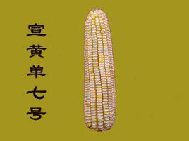 宣黃單7號 宣黃單7號