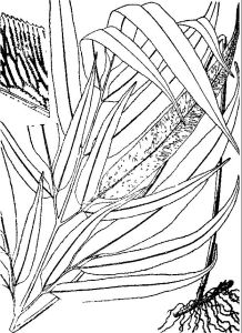 鳳丫蕨屬 鳳丫蕨屬