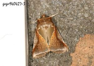 足浩波紋蛾 足浩波紋蛾