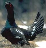 細嘴松雞 細嘴松雞