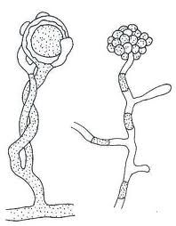 枝育絲囊霉 枝育絲囊霉