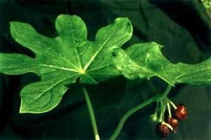 八角蓮葉 八角蓮葉