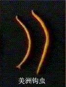 犬鉤蟲病 犬鉤蟲病