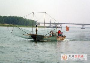 漁民在捕撈銀魚