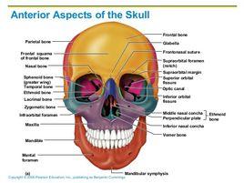 顱骨前面觀 顱骨前面觀