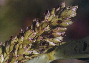 高粱堅軸黑粉菌 高粱堅軸黑粉菌