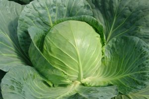 早秋甘藍 早秋甘藍