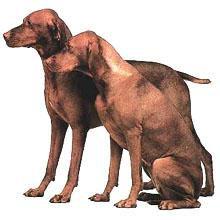 匈牙利維茲拉犬 匈牙利維茲拉犬