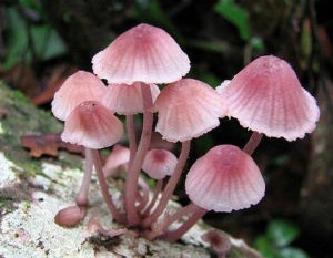 肉褐麟小傘 肉褐麟小傘