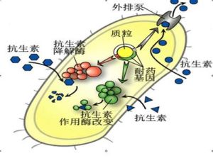 天蠶素抗菌肽 天蠶素抗菌肽